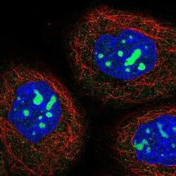 NOL1 Antibody, Novus Biologicals 0.1mL; Unlabeled:Antibodies, Polyclonal